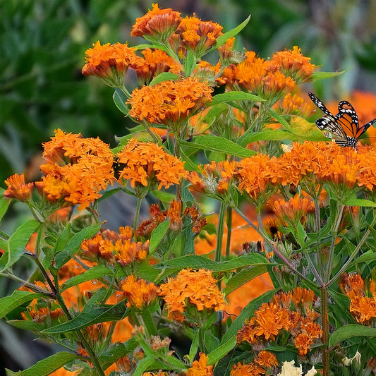 Milkweed Flower Seeds- 30 Seeds