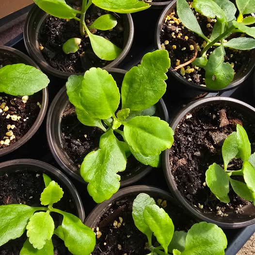 2 Pack- Miracle Leaf Live Plant-Kalonche pinnata- 4"pot