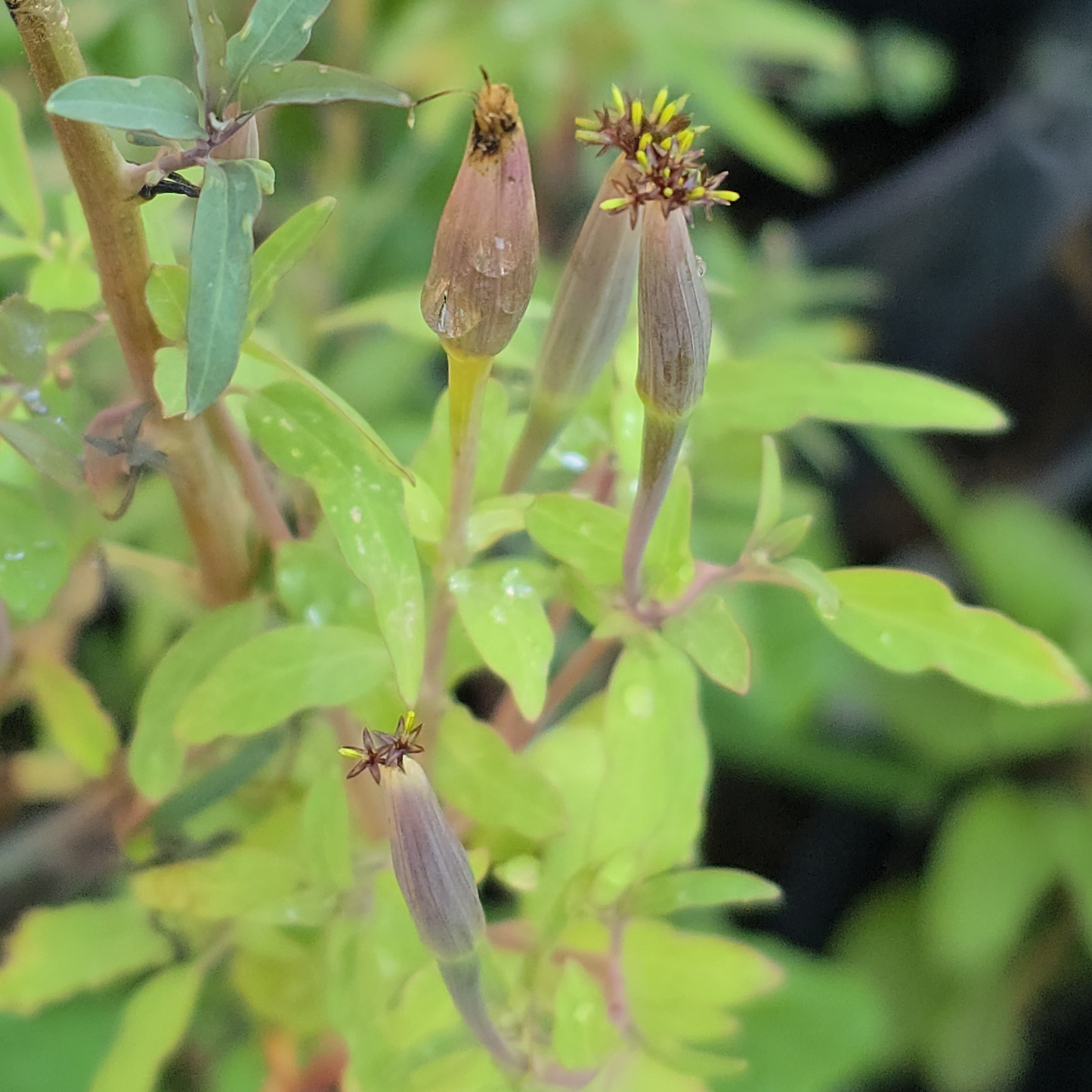 Narrow Leaf Papalo (Porophyllum ruderale)Seeds- 20 seeds