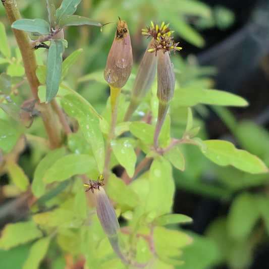 Narrow Leaf Papalo (Porophyllum ruderale)Seeds- 20 seeds