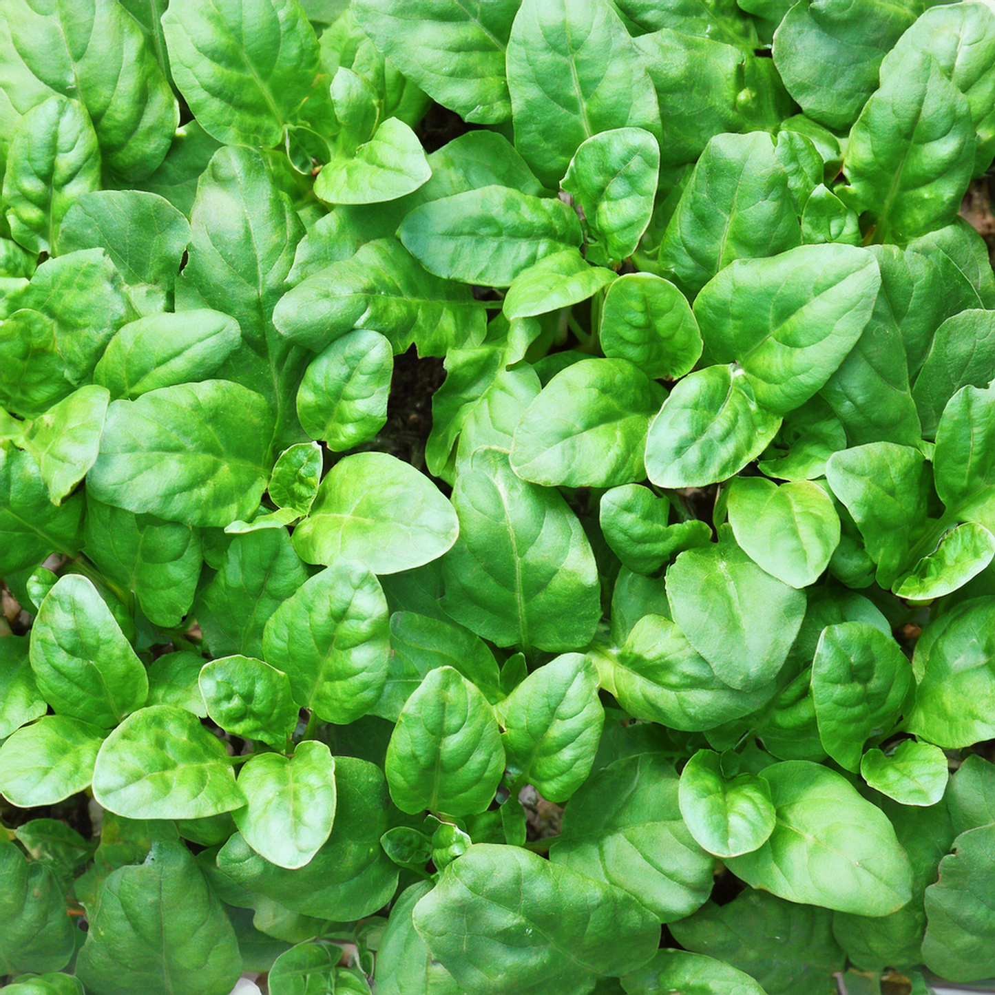 New Zealand Spinach- 15 Seeds