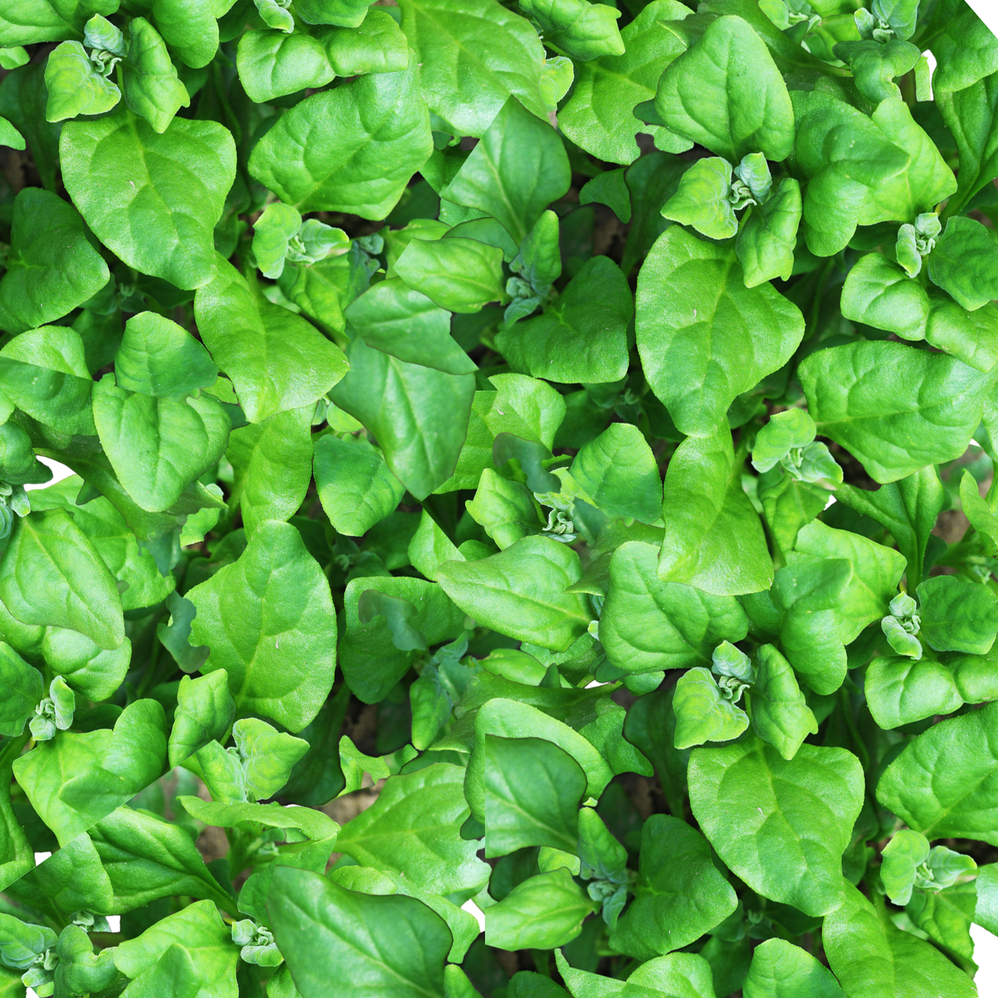 New Zealand Spinach- 15 Seeds