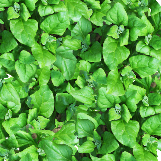 New Zealand Spinach- 15 Seeds