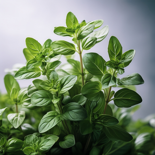 Organic Marjoram - 100 seeds