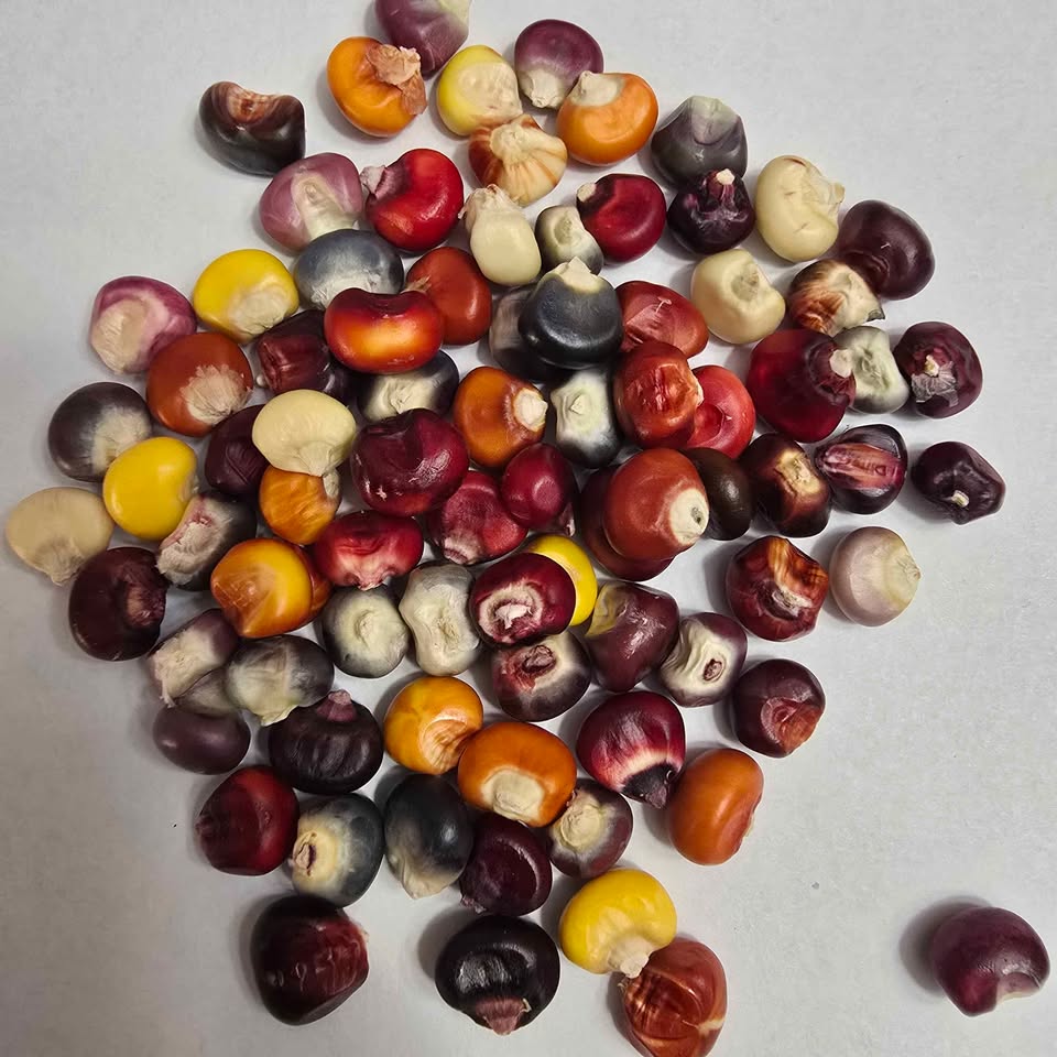 Organic Painted Mountains Corn-20 seeds-Non-GMO, Heirloom