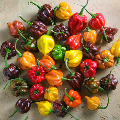 Habanero Pepper 'Caribbean Blend' Mix – 30 Seeds