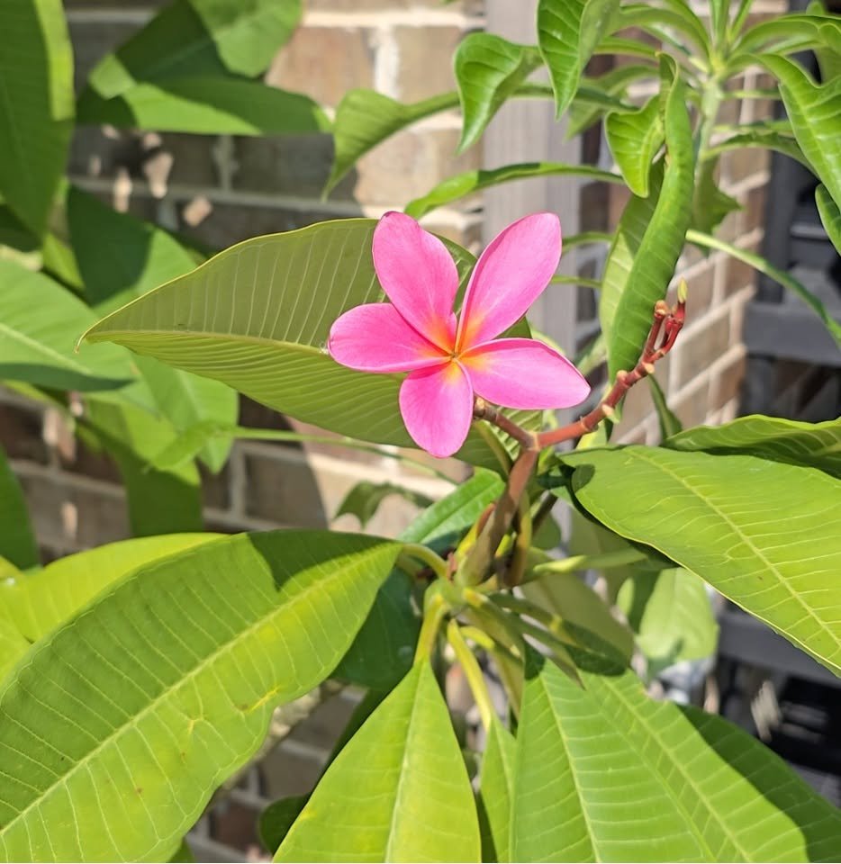 Plumeria Plant- Pink flowers- 5" pot