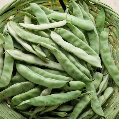 Pole Bean 'Qing Bian' Romano Type – 20 Seeds