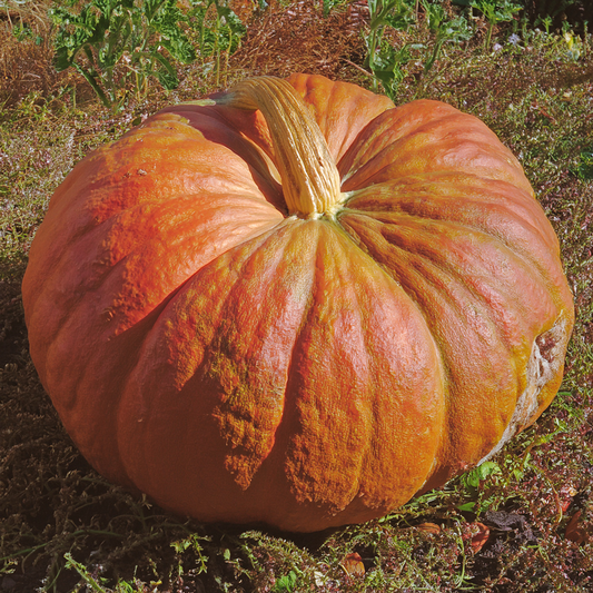 Giant Pumpkin- Show Winner- 10 seeds