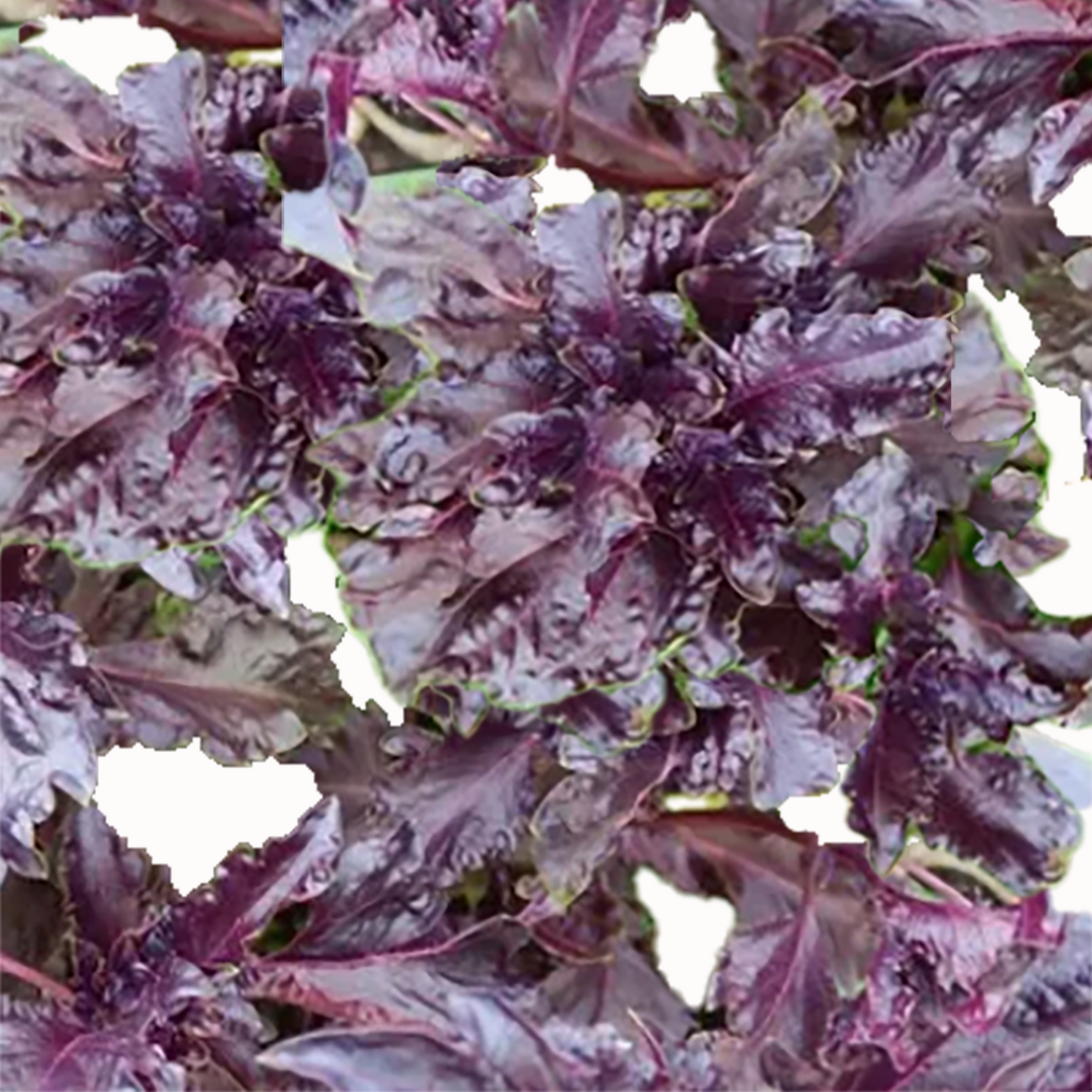 Basil Purple Ruffle- 100 SEEDs