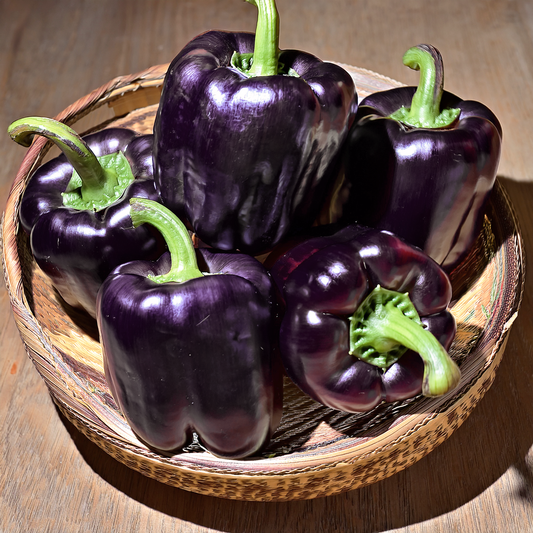Purple Beauty Sweet Pepper- 30 seeds