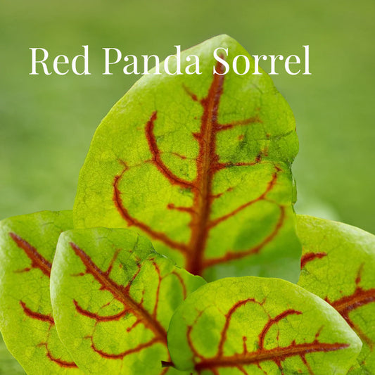 Red Panda Sorrel 100 Seeds- Rumex acetosa