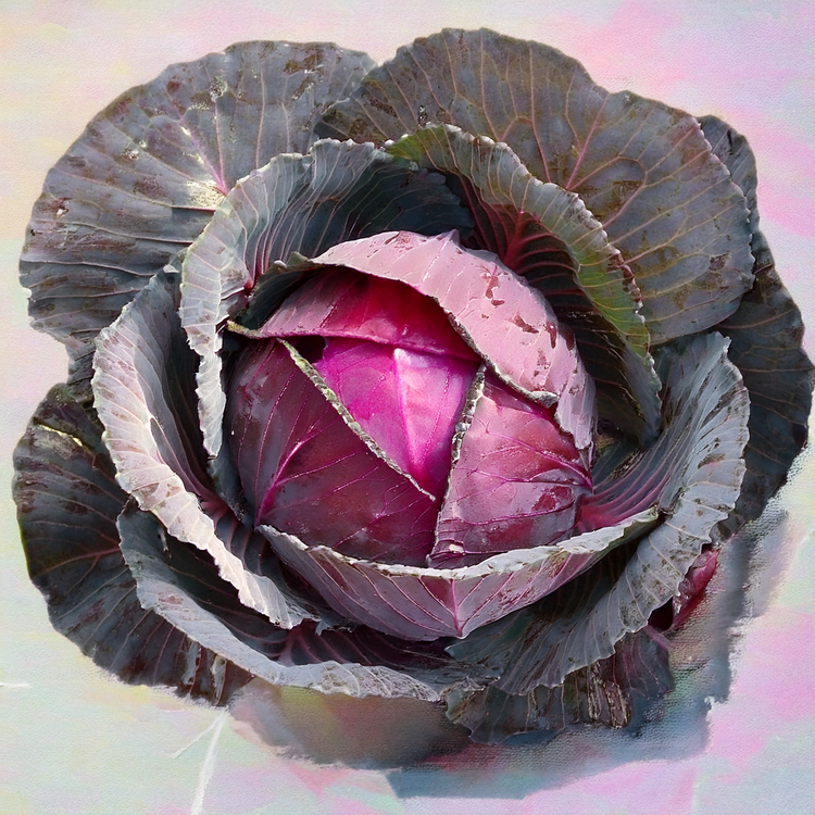 Organic Red Express Cabbage- 100 Seeds