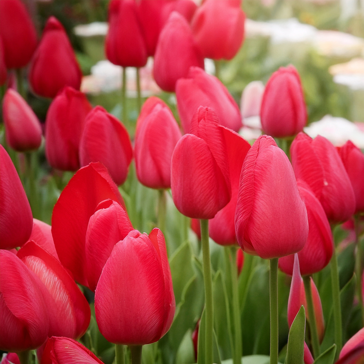 Red Tulip Bulbs for Planting-50 bulbs
