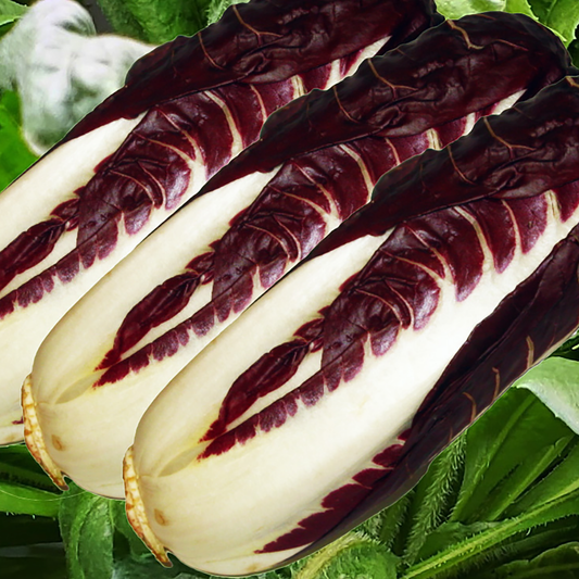 100 SEEDS Red Travisto Endive