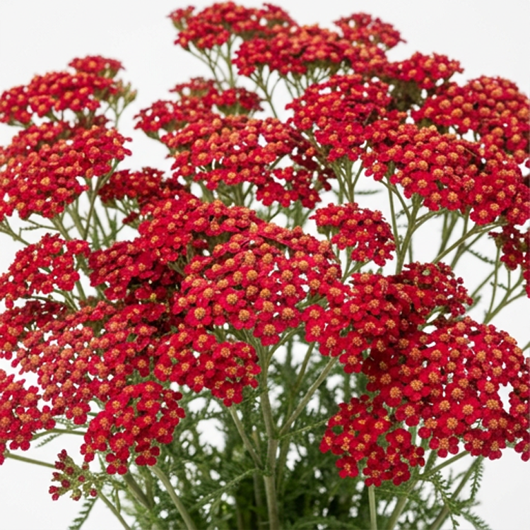 Yarrow Seed Mix- Red, Yellow, and White- Individually Packed- 100+ in each