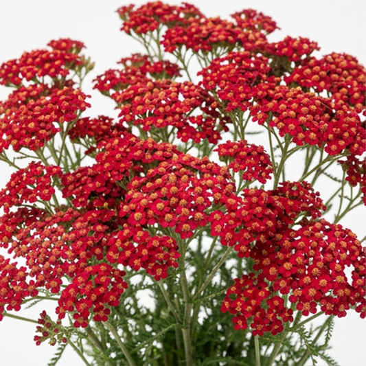 Yarrow- Red- 100+ seeds