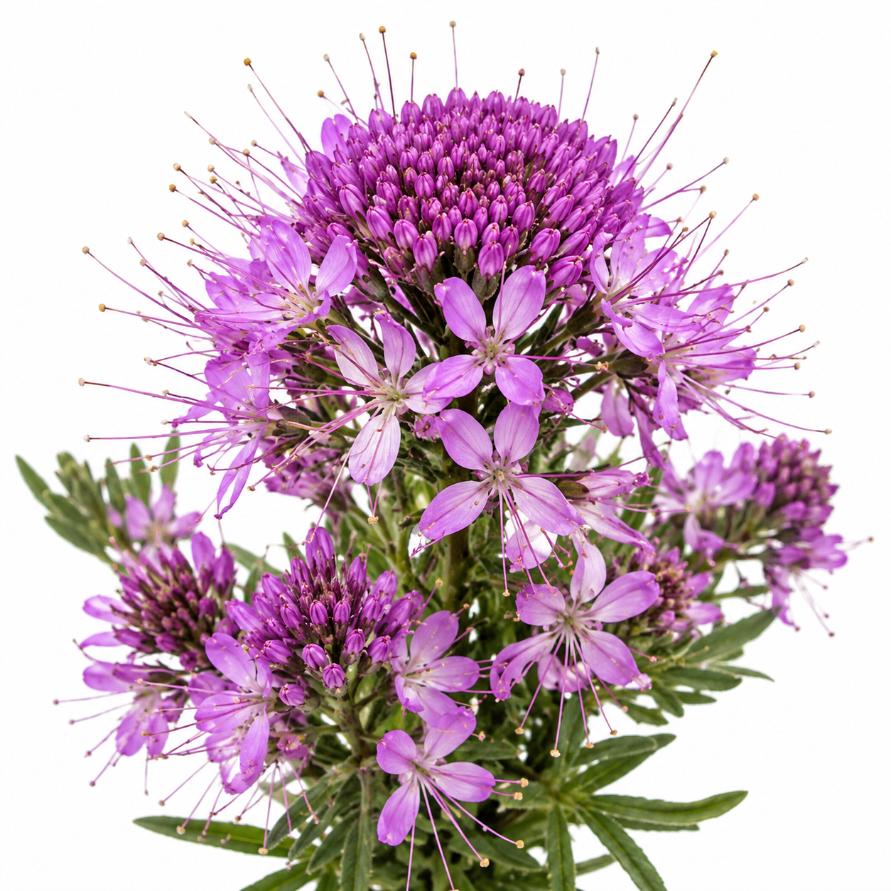 Rocky Mountain Bee Seeds- 30