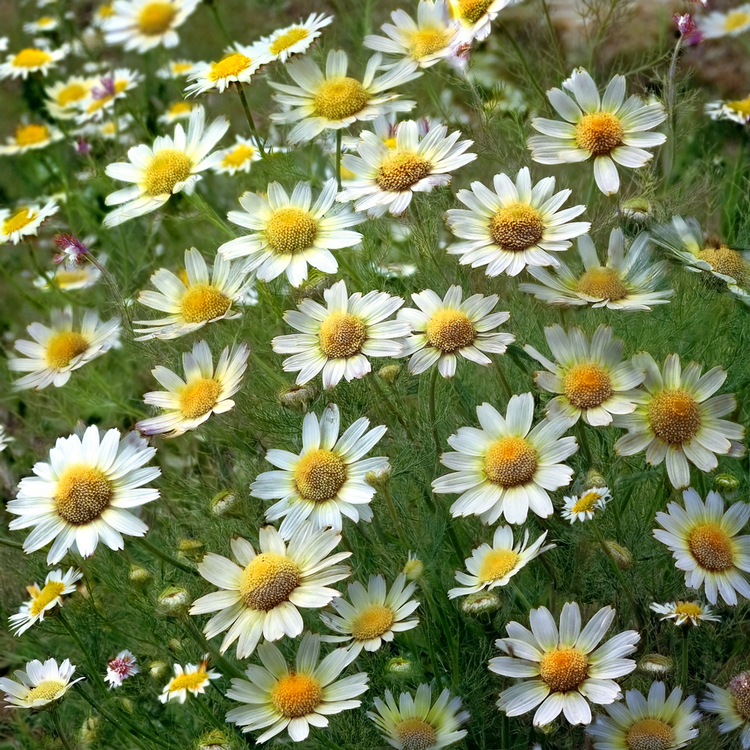 Roman Chamomile - 500 Seeds