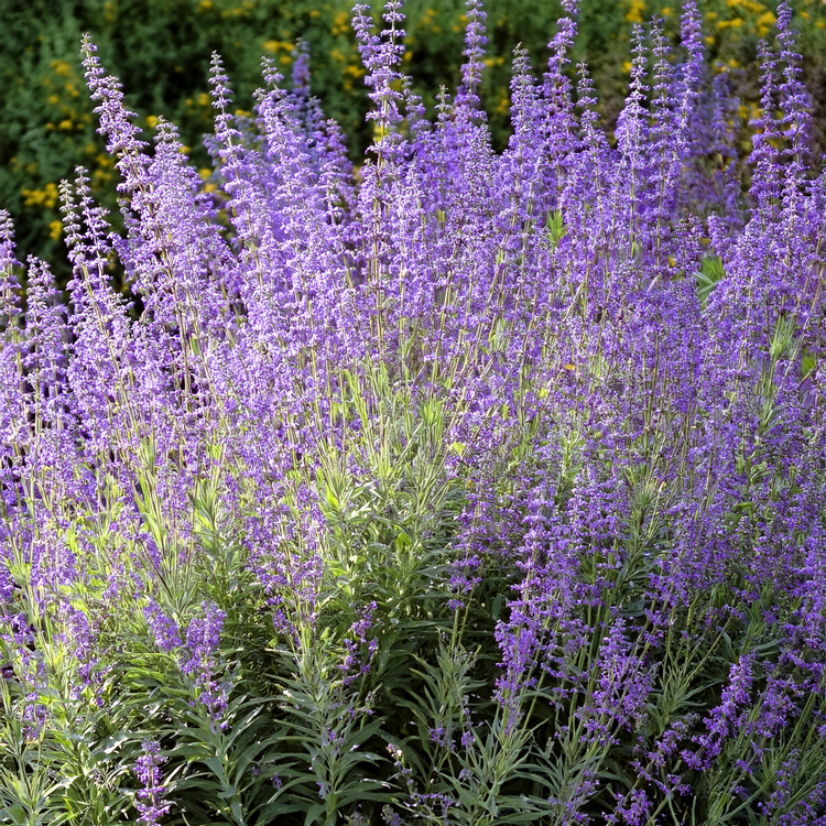 Freshly Harvested Russian Sage- 30 seeds