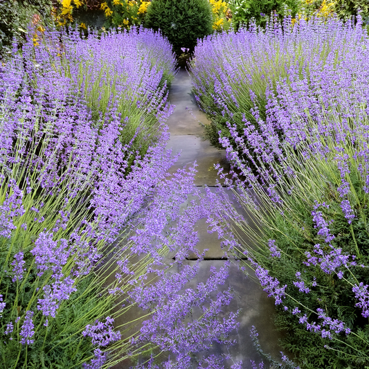 Freshly Harvested Russian Sage- 15 seeds