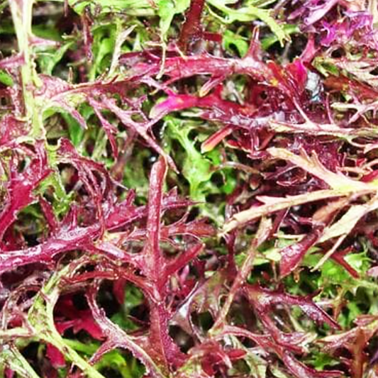 Mustard Seeds- Mizuana 2g (approximately 1000seeds)