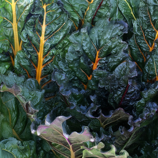 Swiss Chard (Organic) - Oriole Orange- 100 Seeds