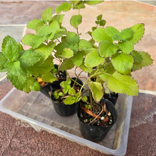 Lemon Balm Starter Plants- 4 Pack