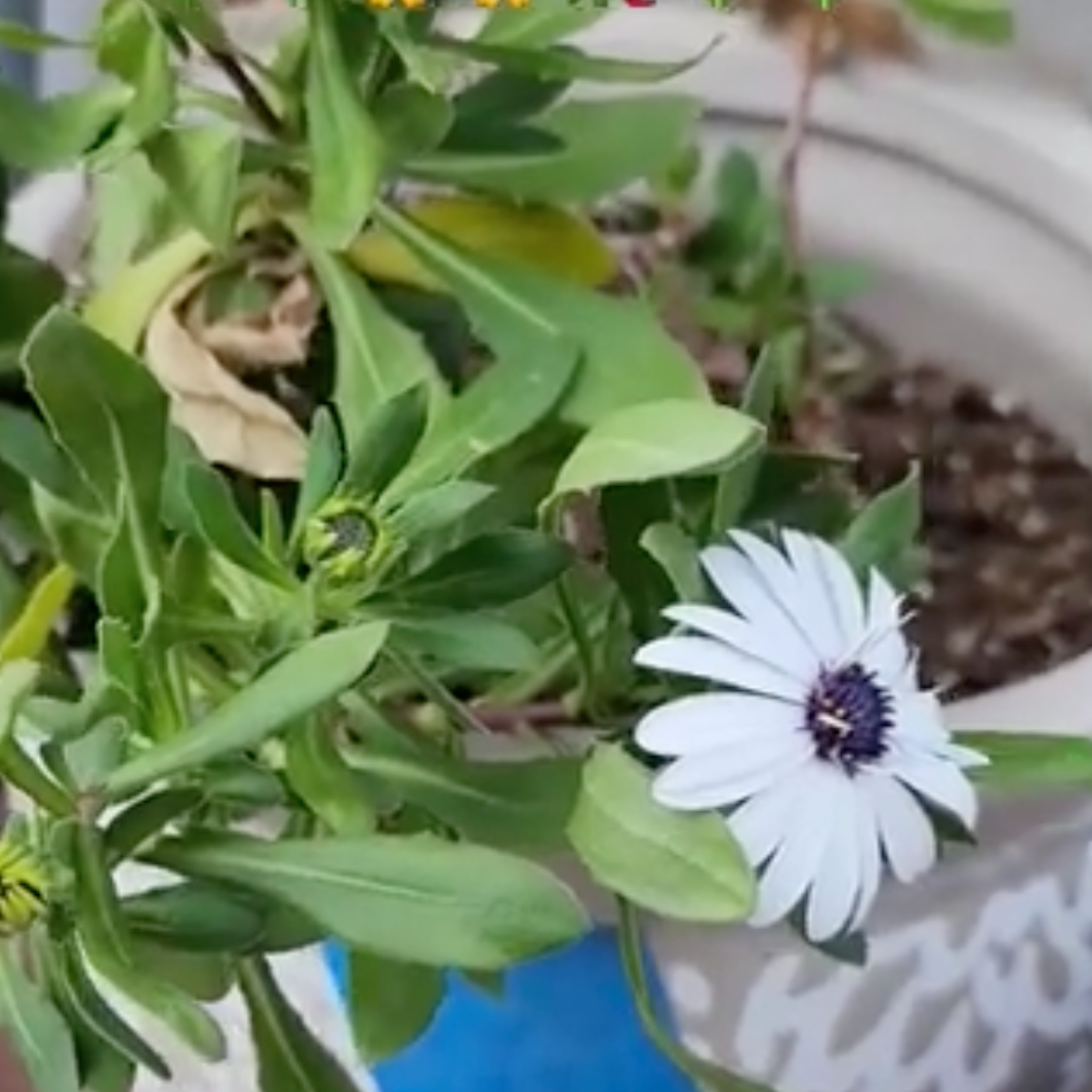 White Cape Daisy- 50 Seeds-