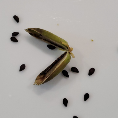 Black Sesame – 100 Seeds, Non-GMO, Heirloom