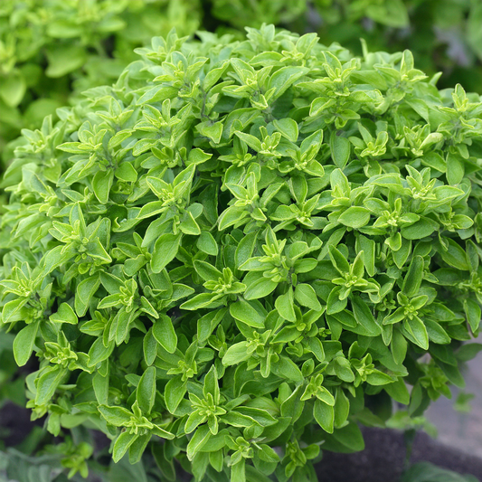 Spicy Globe Basil Seeds- 100