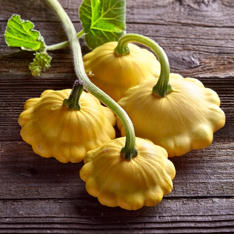 Organic Scallop Yellow Bush Squash- 10 seeds