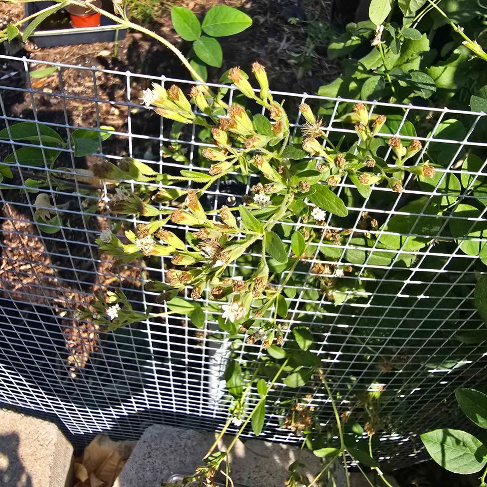 Stevia Seeds- 100 seeds