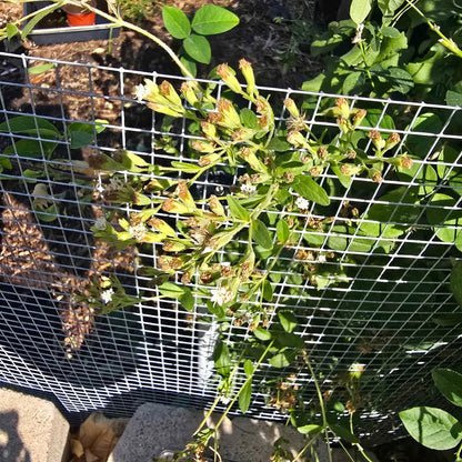 Stevia – 100 Seeds