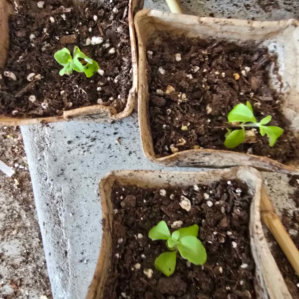 Stevia Seeds- 100 seeds