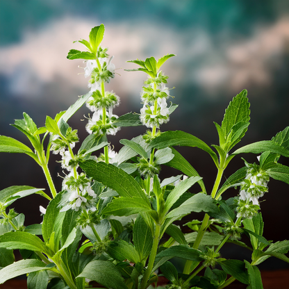 Stevia – 100 Seeds
