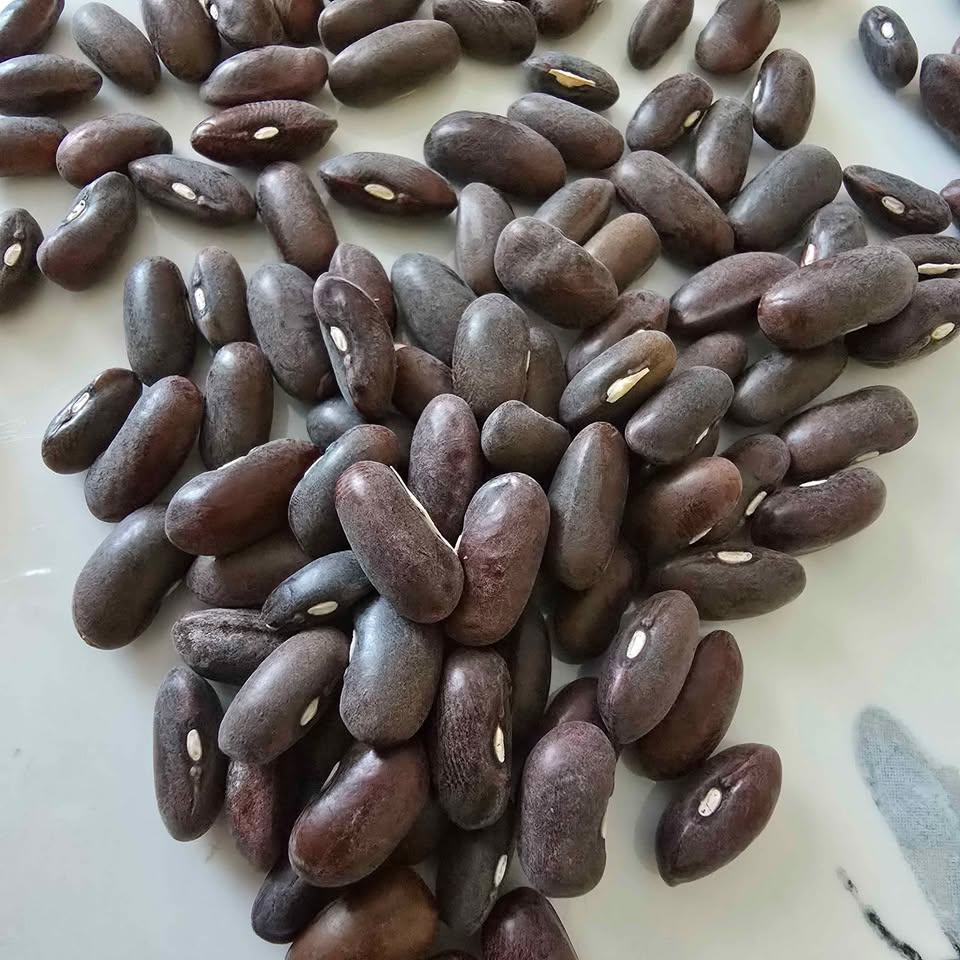 Bush Bean –Landreth Stringless- 20 seeds