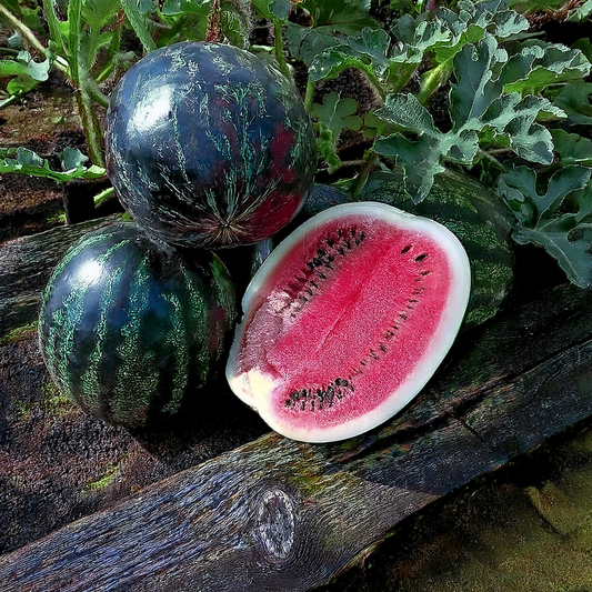 Watermelon Seeds- SugarBaby (Small)- 30 seeds