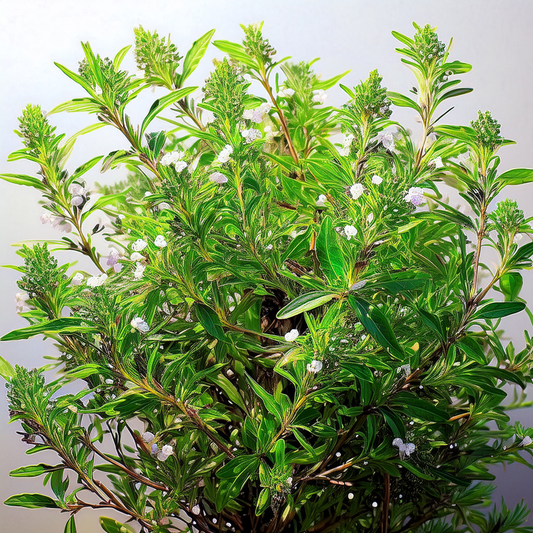 Savory- Summer Savory - 100 seeds