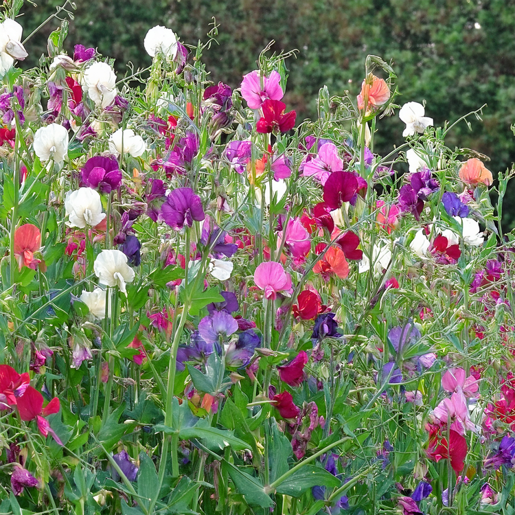 Knee High Mixture- Sweet Pea (Ornamental) non-GMO - 20 Seeds