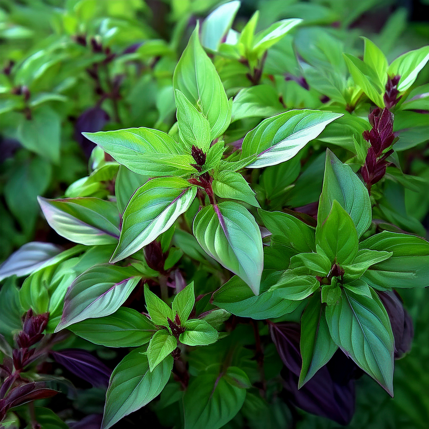 Thai Basil Seeds - 100