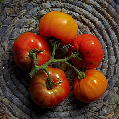 Tomato 'Pineapple' – 30 Seeds, Heirloom, Non-GMO