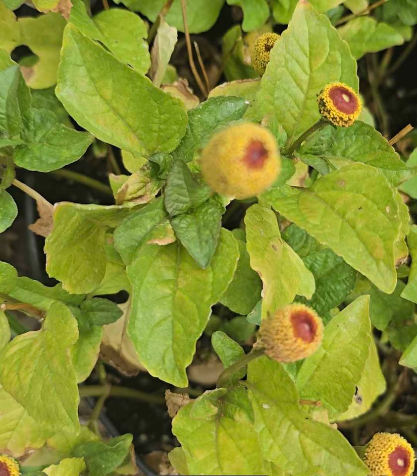 Toothache Flower (Acmella oleracea) 25 Seeds