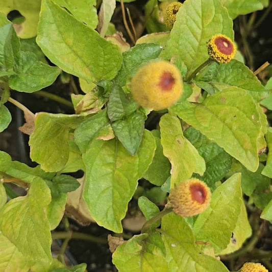SEED PACKET- Toothache Flower- 25 seeds