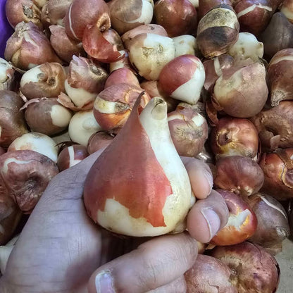 Don Quichotte Tulip – 10 Bulbs