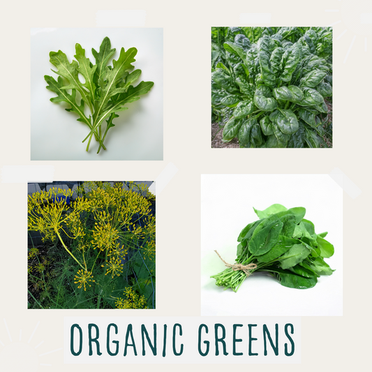 4 Organic Greens in One Pack- 100 seeds of each- Bloomsdale Spinach, Arugula, Green Sorrel, Dill