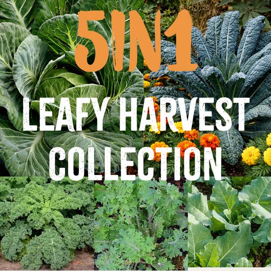 5 in 1- Leafy Harvest Collection- Individually packed 4- Kales and 1-Collard Green