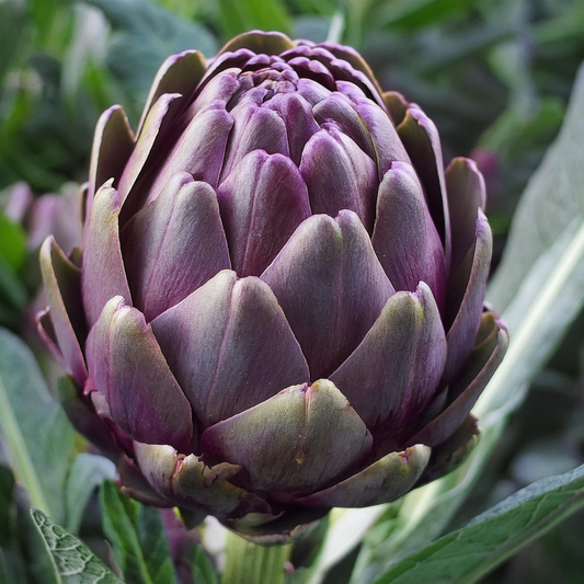 Artichoke - Purple Italian Globe - 20 seeds
