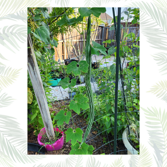 Snake Gourd- Extra Long 10 seeds Heirloom