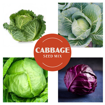 Cabbage Variety Pack – 4 Varieties (Individually Packed)